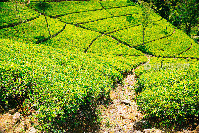 斯里兰卡Nuwara Eliya的茶园